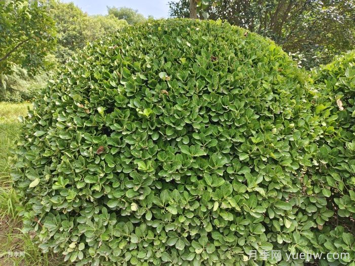 8款适合冬季买的花材，好看好养花期长！(图1)