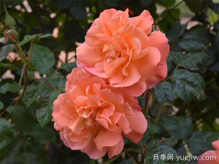 鞍山适合养月季花吗?市花和市树是什么?(图1) 鞍山适合养月季花吗?市花和市树是什么?(图1)