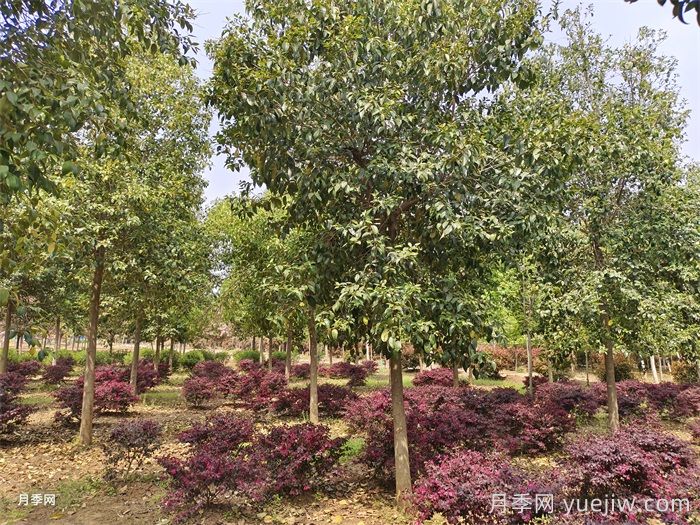 大乔木移栽后是否全部需要缠草绳?(图1) 大乔木移栽后是否全部需要缠草绳?(图1)