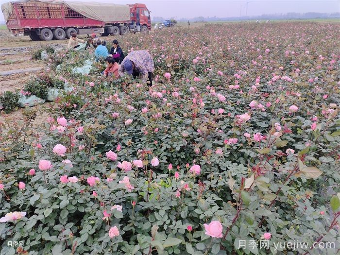 月季施肥过多症状(图1)