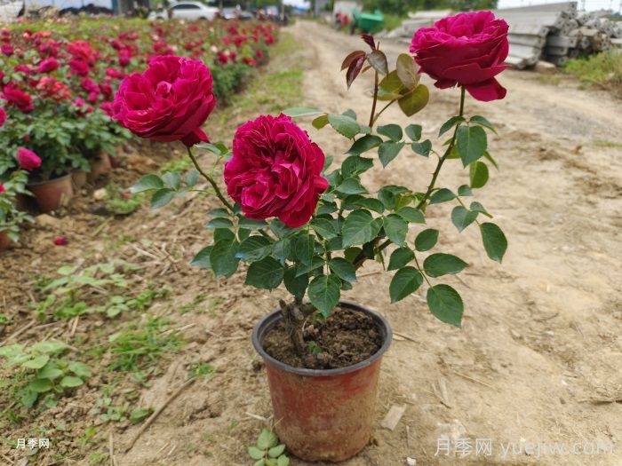 光杆月季先别扔！这样养护还能爆花！(图3)