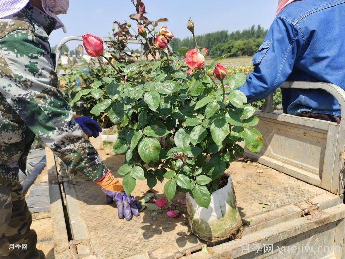 九月如何让光杆的月季，快速恢复活力(图1)