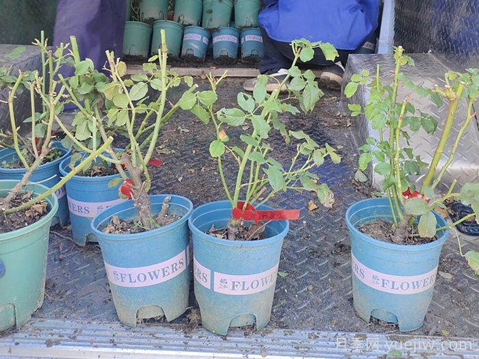 九月如何让光杆的月季，快速恢复活力(图2)