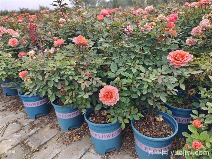 夏天月季光杆什么问题？光杆原因和养护措施(图1)