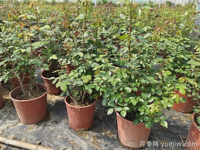 夏天月季光杆什么问题？光杆原因和养护措施(图2)