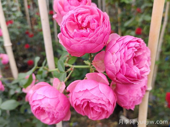 藤本月季哪个品种好?推荐8种漂亮好养,开花不停(图2) 藤本月季哪个品种好?推荐8种,漂亮好养开花不停(图2)