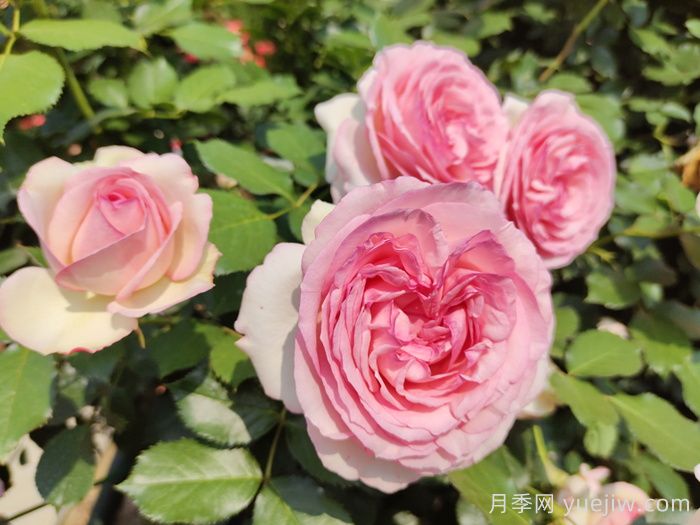 藤本月季哪个品种好?推荐8种漂亮好养,开花不停(图4) 藤本月季哪个品种好?推荐8种,漂亮好养开花不停(图4)