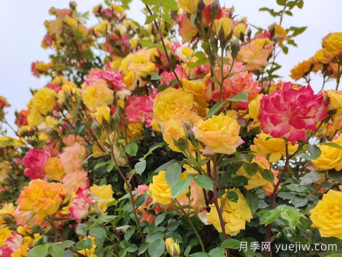 藤本月季哪个品种好?推荐8种漂亮好养,开花不停(图6) 藤本月季哪个品种好?推荐8种,漂亮好养开花不停(图6)