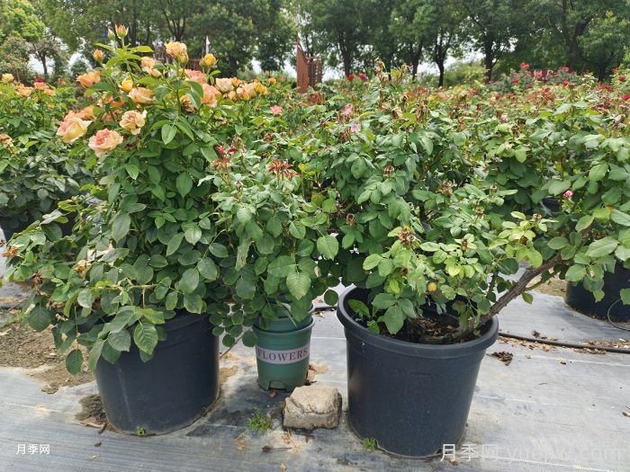 九月秋季为月季换盆的最佳时机快到啦(图1)
