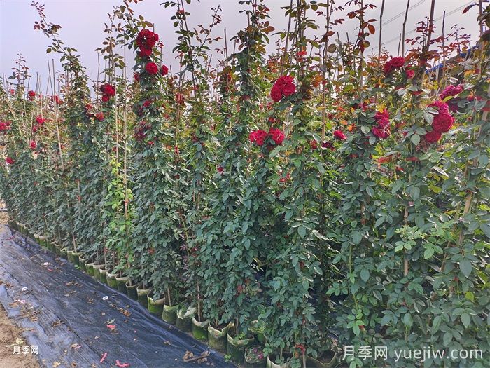 佛罗伦蒂娜月季优缺点,你会选择吗?(图2) 佛罗伦蒂娜月季优缺点,你会选择吗?(图2)