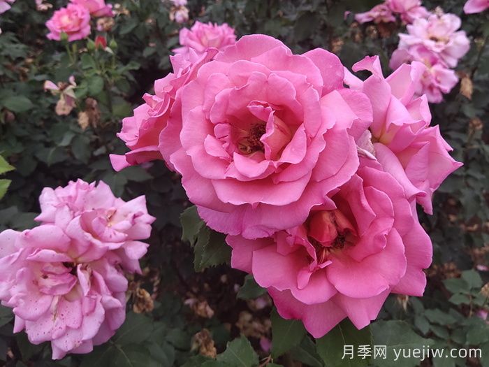 盆栽月季花怎么养才会爆花？(图1)