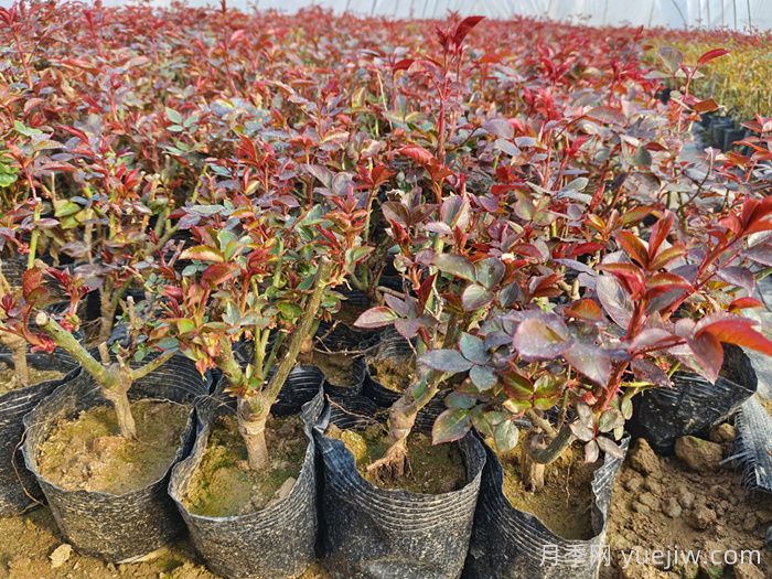 月季花的移栽时间与养护措施(图2)
