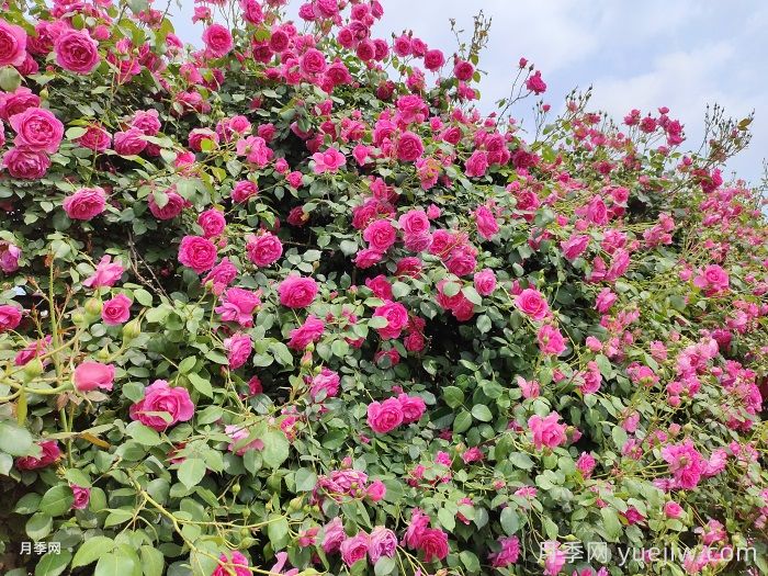 推荐10种疯长藤本月季,快速养出花墙(图2) 推荐10种疯长藤本月季,快速养出花墙(图2)