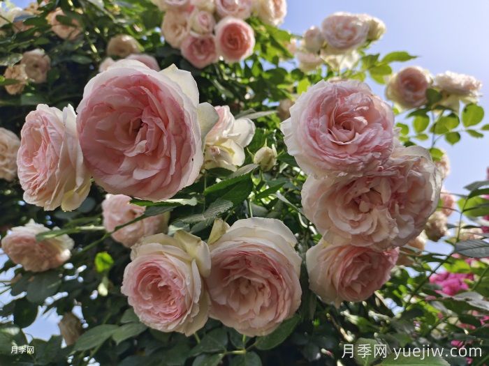 推荐10种疯长藤本月季,快速养出花墙(图4) 推荐10种疯长藤本月季,快速养出花墙(图4)