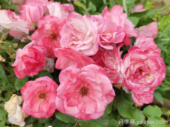 推荐10种疯长藤本月季,快速养出花墙(图6) 推荐10种疯长藤本月季,快速养出花墙(图6)