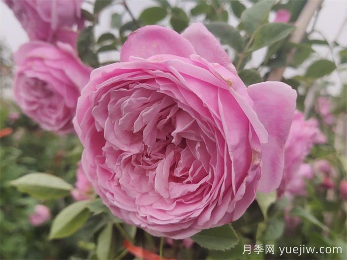 推荐10种疯长藤本月季,快速养出花墙(图5) 推荐10种疯长藤本月季,快速养出花墙(图5)