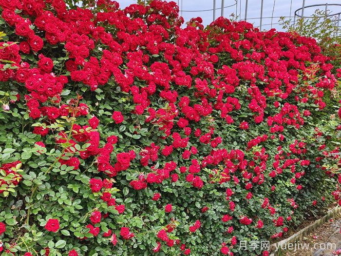 推荐10种疯长藤本月季,快速养出花墙(图9) 推荐10种疯长藤本月季,快速养出花墙(图9)