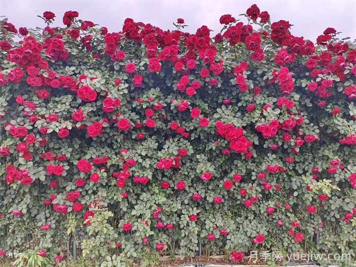 如何快速打造藤本月季花墙?(图1) 如何快速打造藤本月季花墙?(图1)