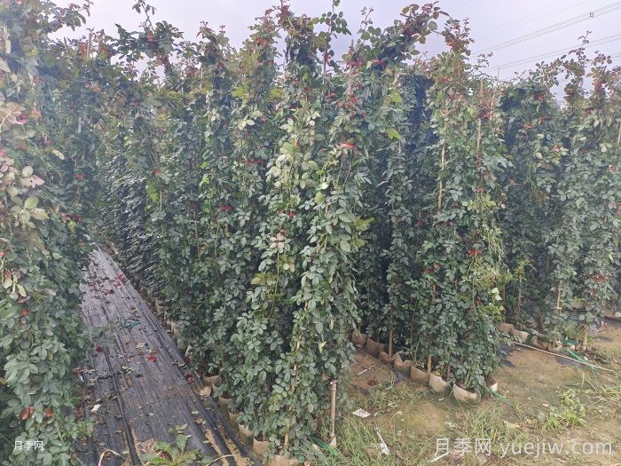 如何快速打造藤本月季花墙?(图2) 如何快速打造藤本月季花墙?(图2)