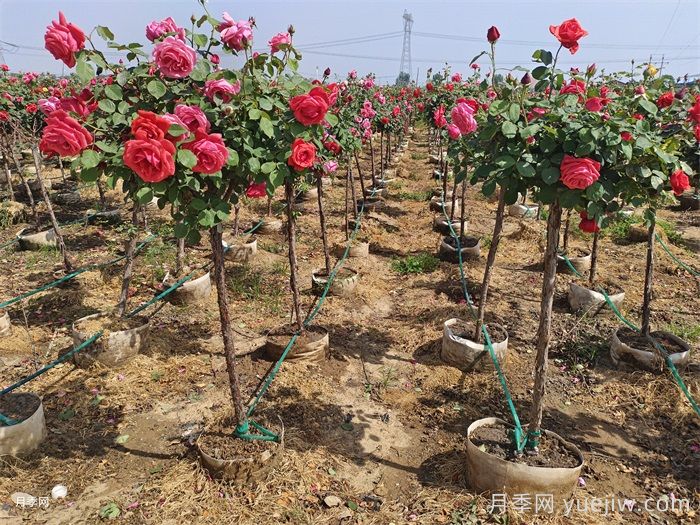 月季树可以移栽吗？要注意什么你都知道吗？(图1)