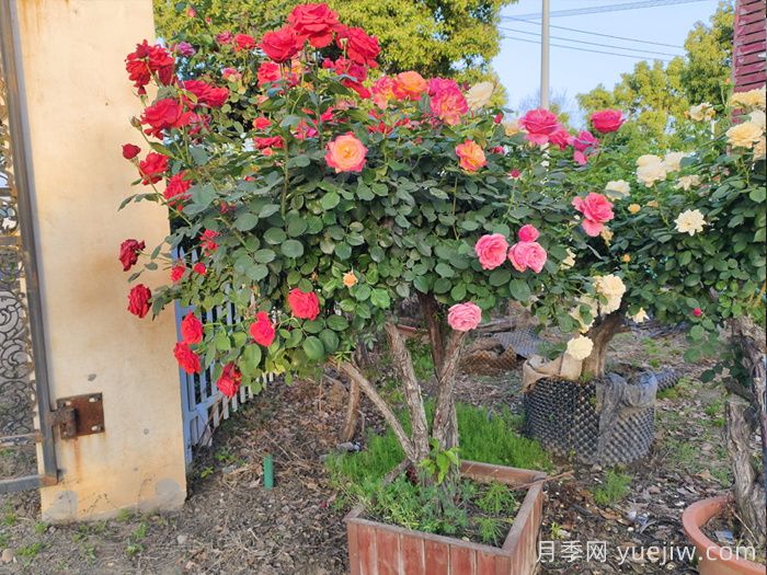 月季病虫害应该如何有效预防？可以用哪些药？(图1)