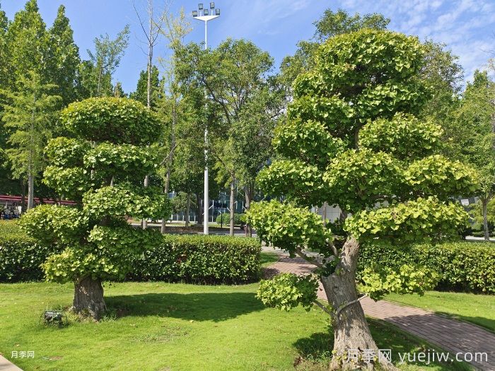 南阳银杏红枫法桐国槐苗木价格(图1)