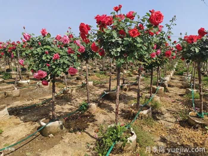 怎么判断月季的土壤干了？(图1)