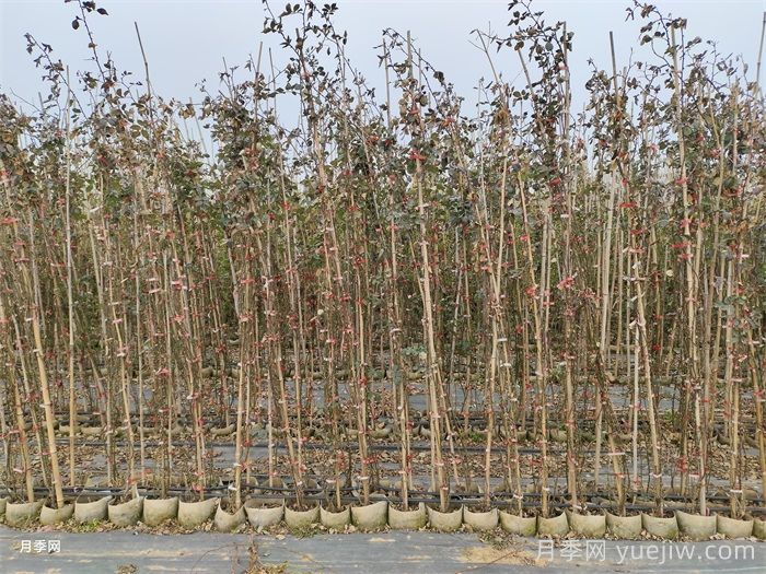 藤本月季怎么修剪枝叶？藤本月季如何过冬？(图3)