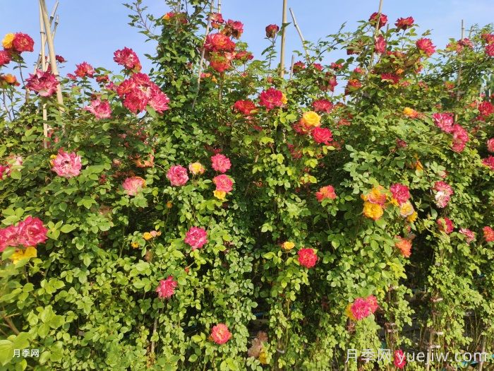 秋季藤本月季怎么修剪枝叶？(图1)