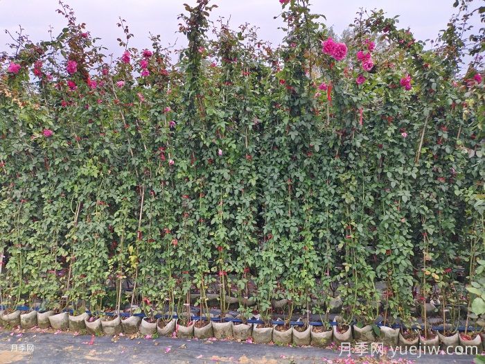 秋季藤本月季怎么修剪枝叶？(图2)