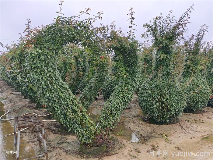 秋季藤本月季怎么修剪枝叶？(图3)