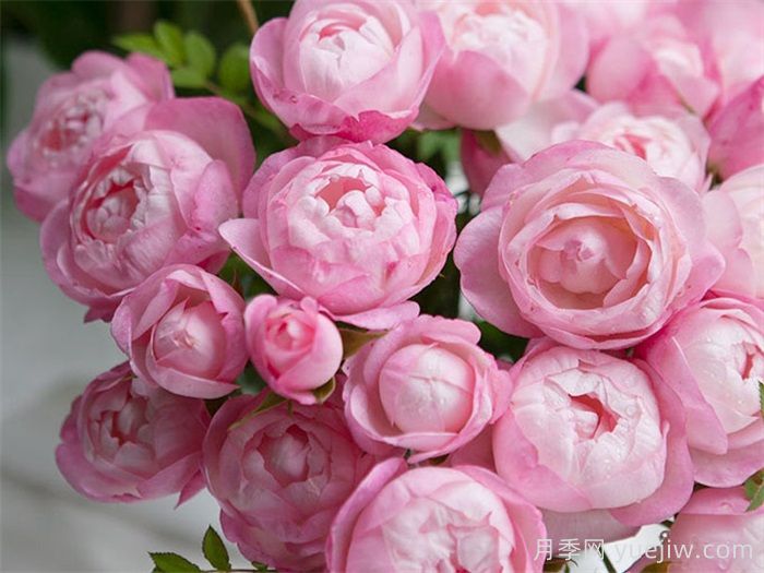 十大最经典月季花，开花最勤(图4)