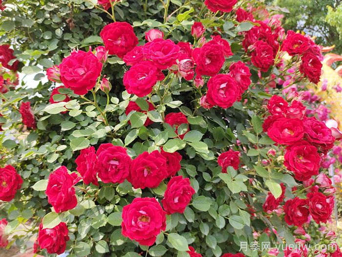 月季培养对气候生态条件的要求(图2)