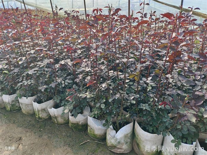 月季培养对气候生态条件的要求(图3)