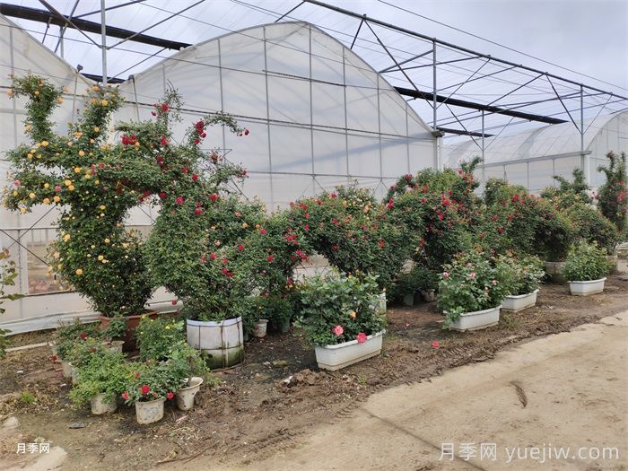 藤本月季的园林应用形式有哪些？(图6)