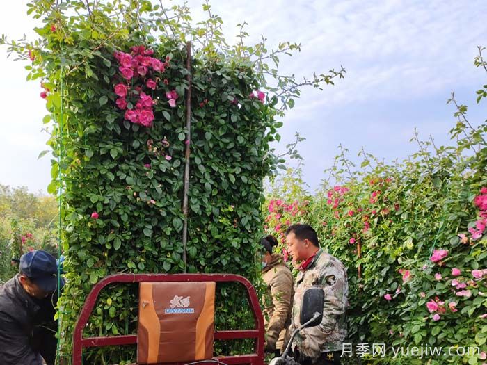 藤本月季的园林应用形式有哪些？(图3)