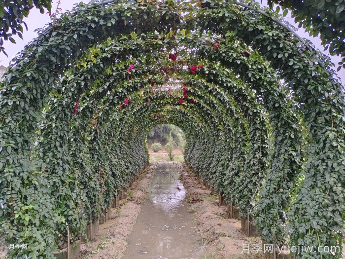 藤本月季的园林应用形式有哪些？(图4)