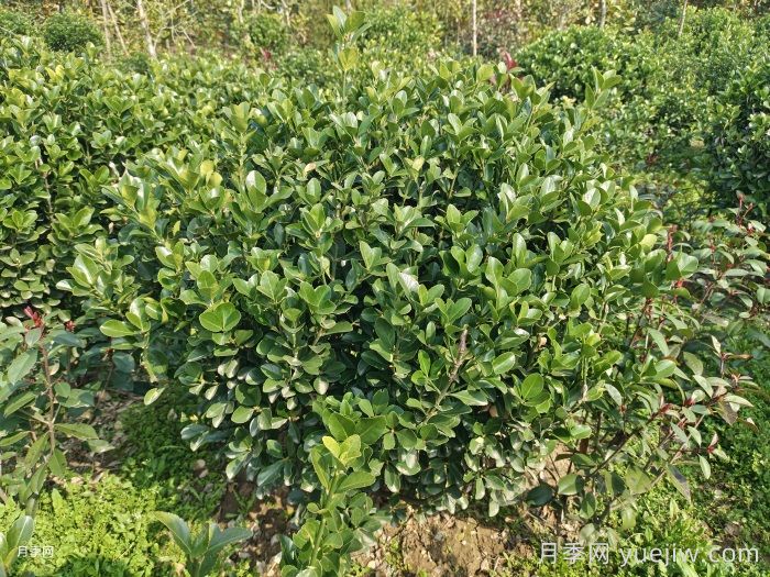 冬青球的养殖和护理方法(图1)