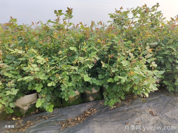 大花月季花的修剪基本原则(图2)