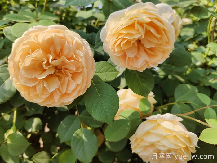 月季清单入手不会错，三大类别十多个品种(图4)