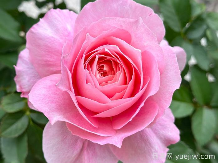 月季清单入手不会错，三大类别十多个品种(图10)