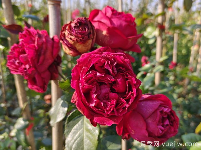 月季入门品种推荐：红色月季必养绯扇和红龙(图2)