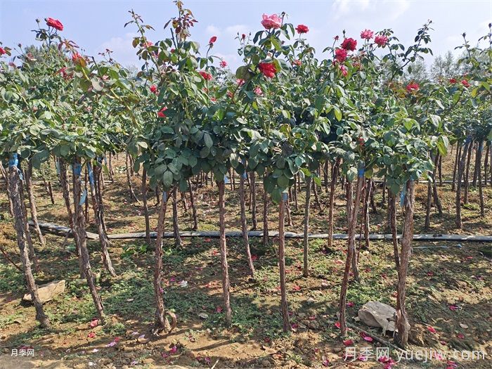 树桩月季培养，首先要选对土壤(图2)