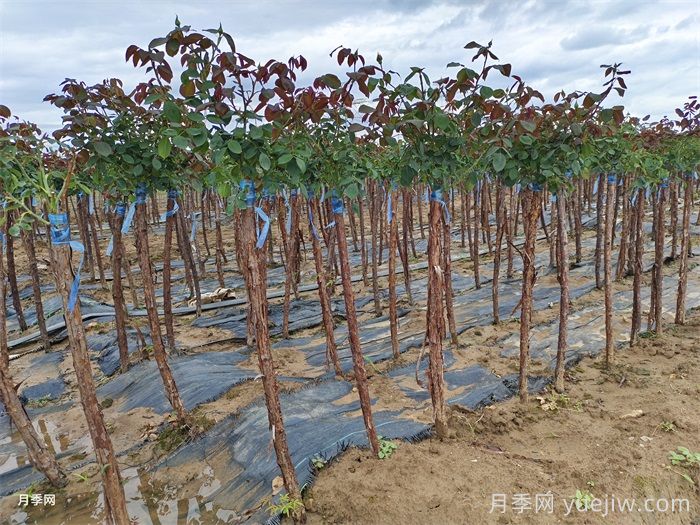 树桩月季培养,首先要选对土壤(图1) 树桩月季培养,首先要选对土壤(图1)