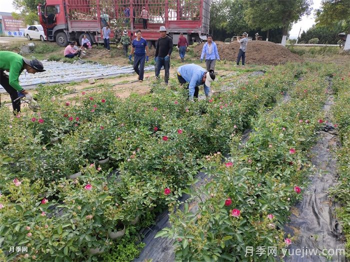 秋季适合移栽盆栽月季吗？(图2)