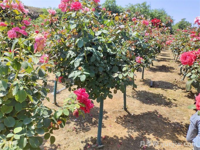 南阳内乡:马山口镇聚力月季产业,助推脱贫致富(图1) 南阳内乡:马山口镇发展月季产业,助推乡村致富(图1)