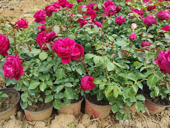 昆明月季与南阳月季的区别？(图2)