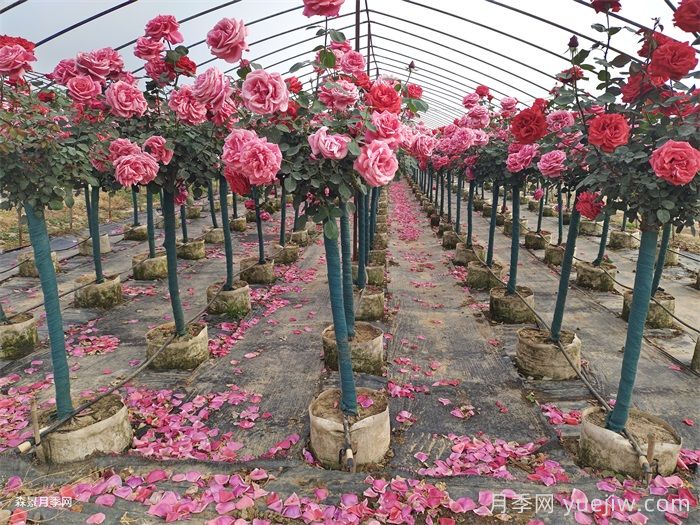 树状月季养杆技术及嫁接、后期管理技术(图2)