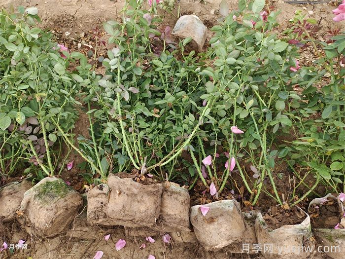 盆栽大花月季如何壮苗控高？(图2)