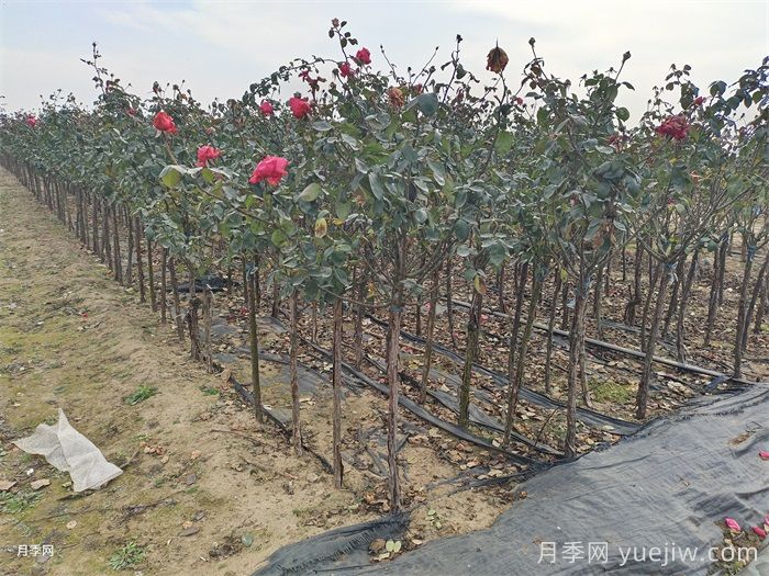 月季冬剪有统一时间吗？各地不同别乱剪(图1)